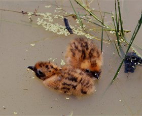 Lake Cowal - Winery Find 6