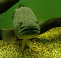 John Lake Centre - Narrandera Fisheries Centre - Winery Find