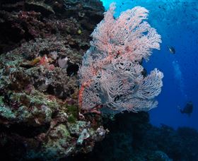 Barracuda Bommie Dive Site - Winery Find 0