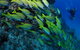 Barracuda Bommie Dive Site - thumb 2
