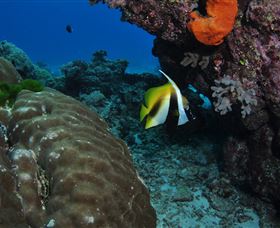 Barracuda Bommie Dive Site - Winery Find 3