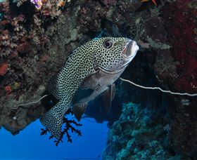 Barracuda Bommie Dive Site - Winery Find 1