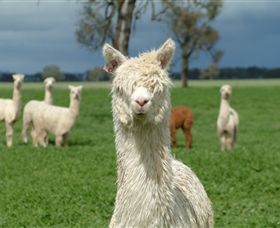 Creswick Woollen Mills - Winery Find 1