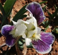 Sunshine Iris Nursery - Winery Find