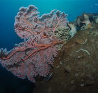 Luncheon Bay Dive Site - Winery Find