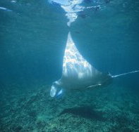 Manta Ray Bay Dive Site - Winery Find