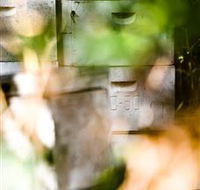 Bees on Keswick Island - Winery Find