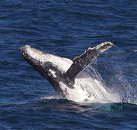Whale Watching on Keswick Island - Winery Find