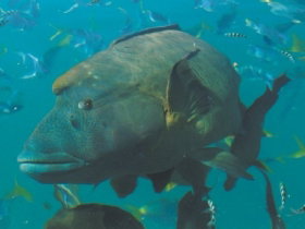 Fairey Reef - Winery Find 1