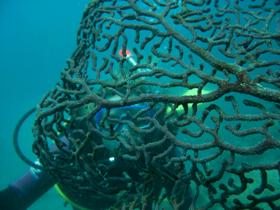 Fairey Reef - Winery Find 3