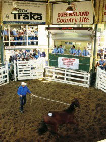 Gracemere QLD Winery Find