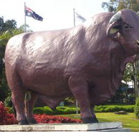 Rockhampton Bull Statues - Winery Find