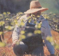 Canobolas Smith Winery - Winery Find