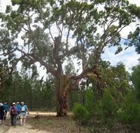 Koorilgur Nature Reserve - Winery Find