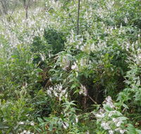 Snowgum walking track - Winery Find