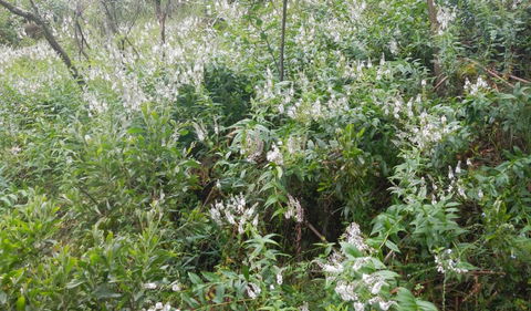 Snowgum Walking Track - Winery Find 0