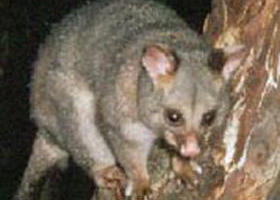 Moondarra State Park - Winery Find 0