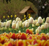 Tulip Top Gardens - Winery Find