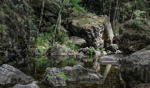 Mares Forest Creek Walking Track - Winery Find 1