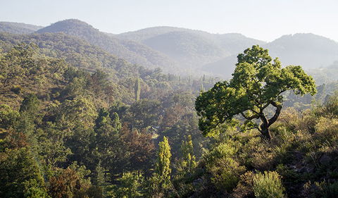 Mares Forest Creek Walking Track - Winery Find 3