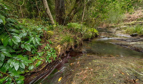 Nowendoc National Park - Winery Find 2
