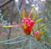 Glenbrook Native Plant Reserve and Nursery - Winery Find