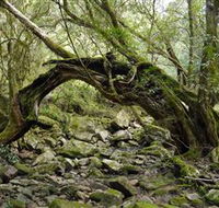Mitchell River Walking Track - Winery Find