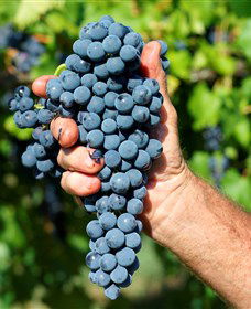 Stonehurst Cedar Creek Vineyard - Winery Find 5