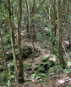 State Forests Of The Watagan Mountains - Winery Find 2