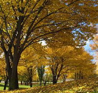 Centennial Park at Cooma - Winery Find