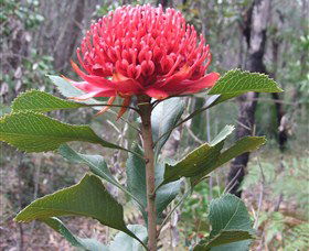 Olney State Forest - Watagan Mountains - Winery Find 1