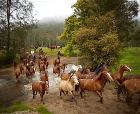 Glenworth Valley Horse Riding - Winery Find 0