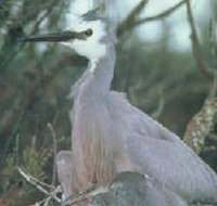 Jack Smith Lake State Game Reserve - Winery Find