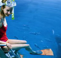 Roy Rufus Artificial Reef Dive Site - Winery Find