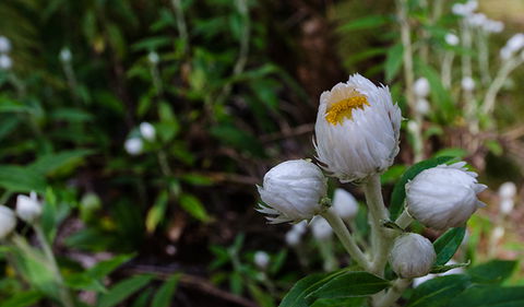 Werrikimbe National Park - Winery Find 3