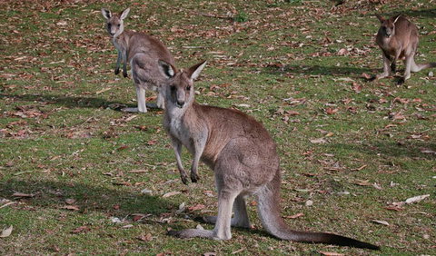 Lake Macquarie State Conservation Area - Winery Find 1