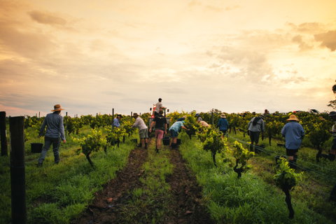 Tyrrells Vineyards - Winery Find 1