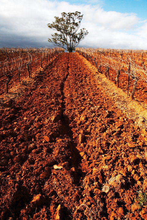 Tyrrells Vineyards - Winery Find 3