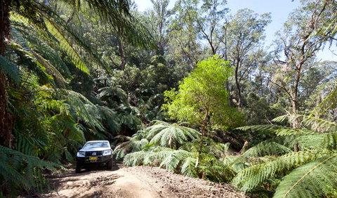 Wadbilliga Road Drive - Winery Find 3