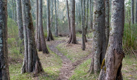 Anabranch Loop Track - Winery Find 1