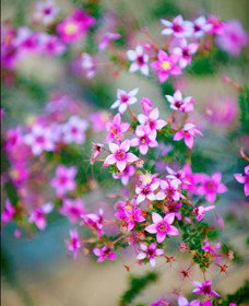 Kalbarri National Park - Winery Find 2