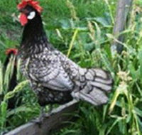 Merry Maidens Veggies - Winery Find
