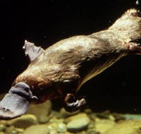 Platypus Pool - Winery Find