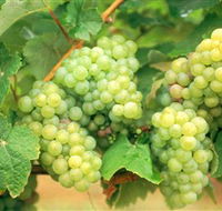 Red Tail Wines - Winery Find