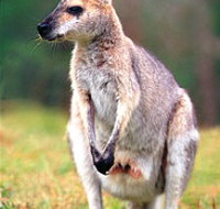 Venman Bushland National Park - Winery Find