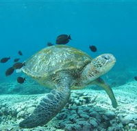 Flinders Reef Dive Site - Winery Find