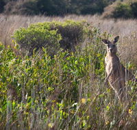 Murramarang Aboriginal Area walking track - Winery Find