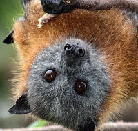 Wingham Brush Nature Reserve - Winery Find