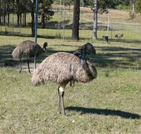 Glen Ian Ostrich and Emu Farm - Winery Find