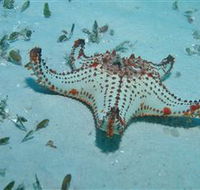 The Pines Dive Site - Winery Find
